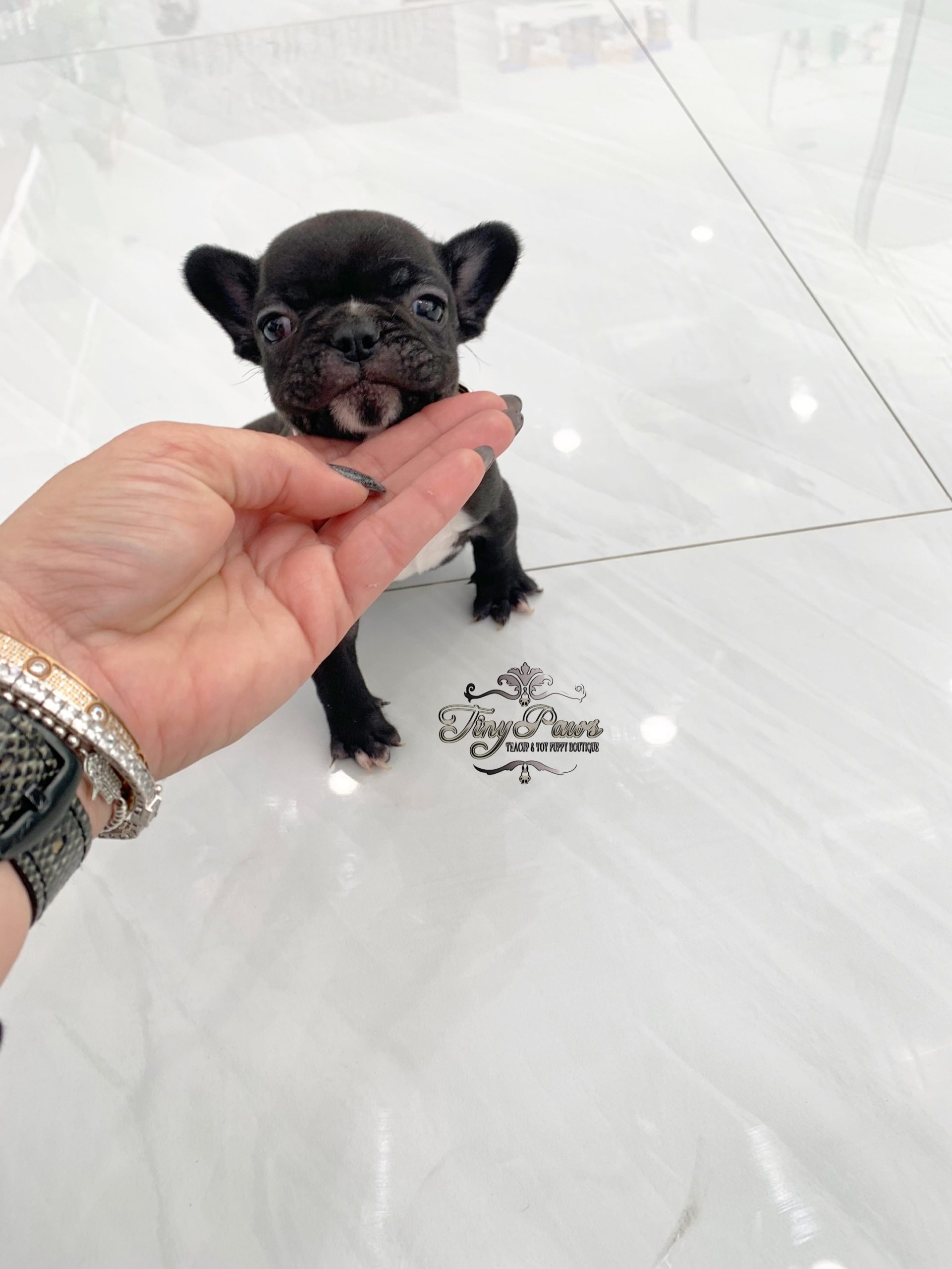Tiny French Bulldog Puppy for sale Miami