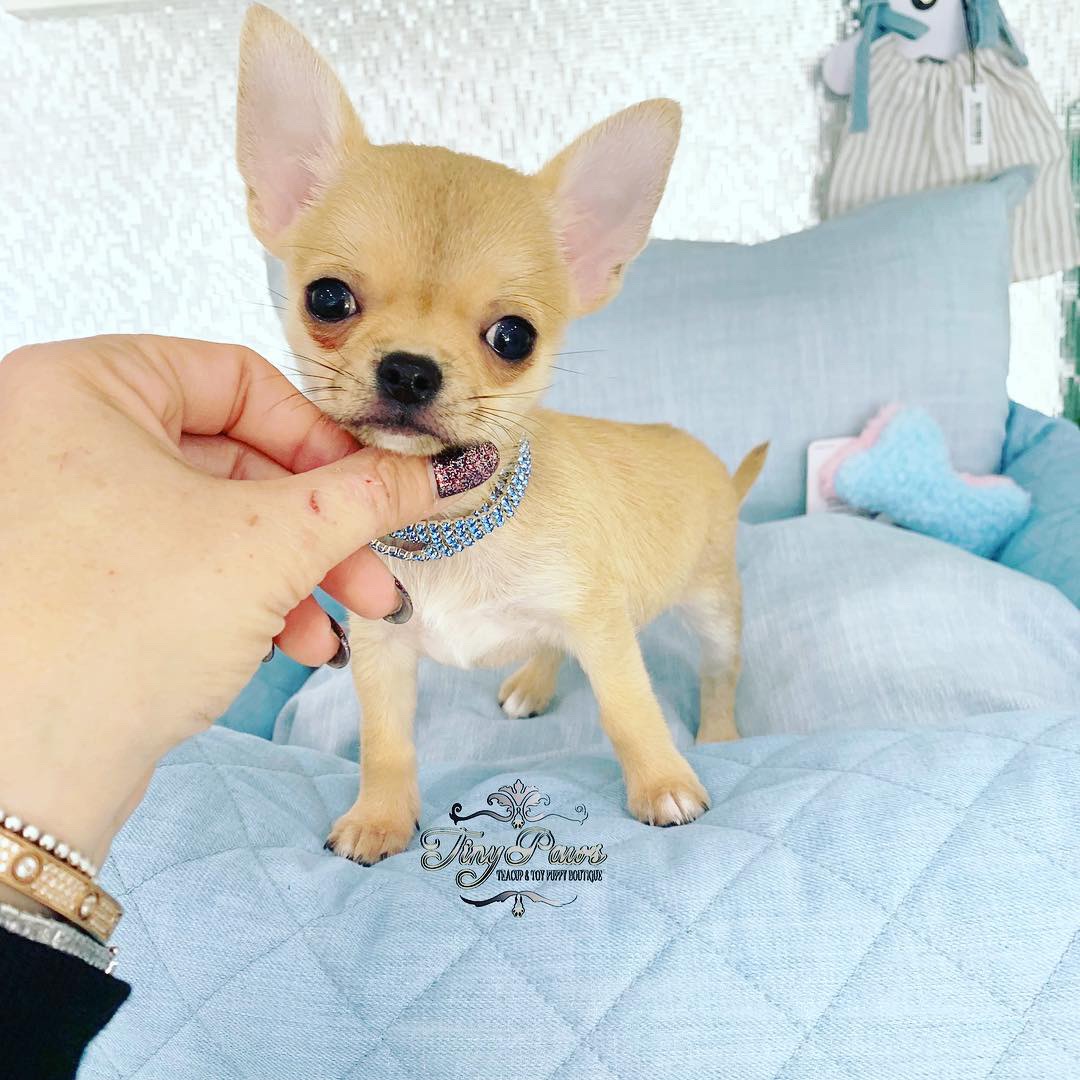 Extreme Apple Head Teacup Chihuahua Puppy For Sell Tiny Paws