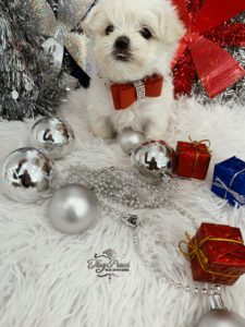 Tiny Teacup Maltese Puppy For Sale 