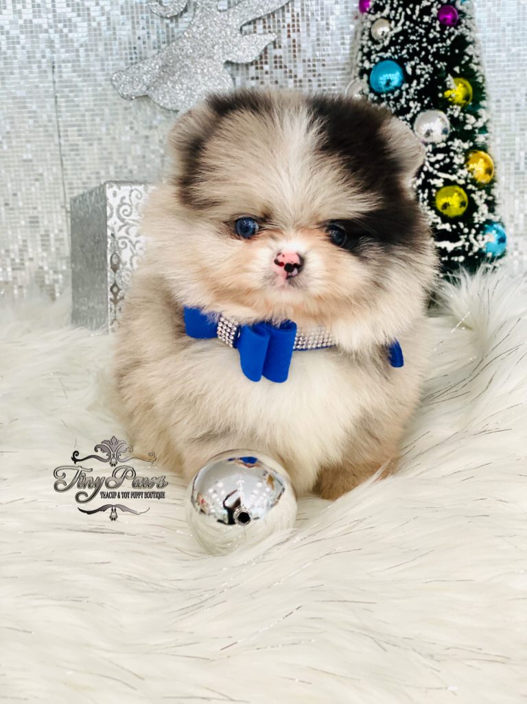 Valentino Extreme Rare Blue Fawn Merle Teacup Pomeranian Tiny Paws