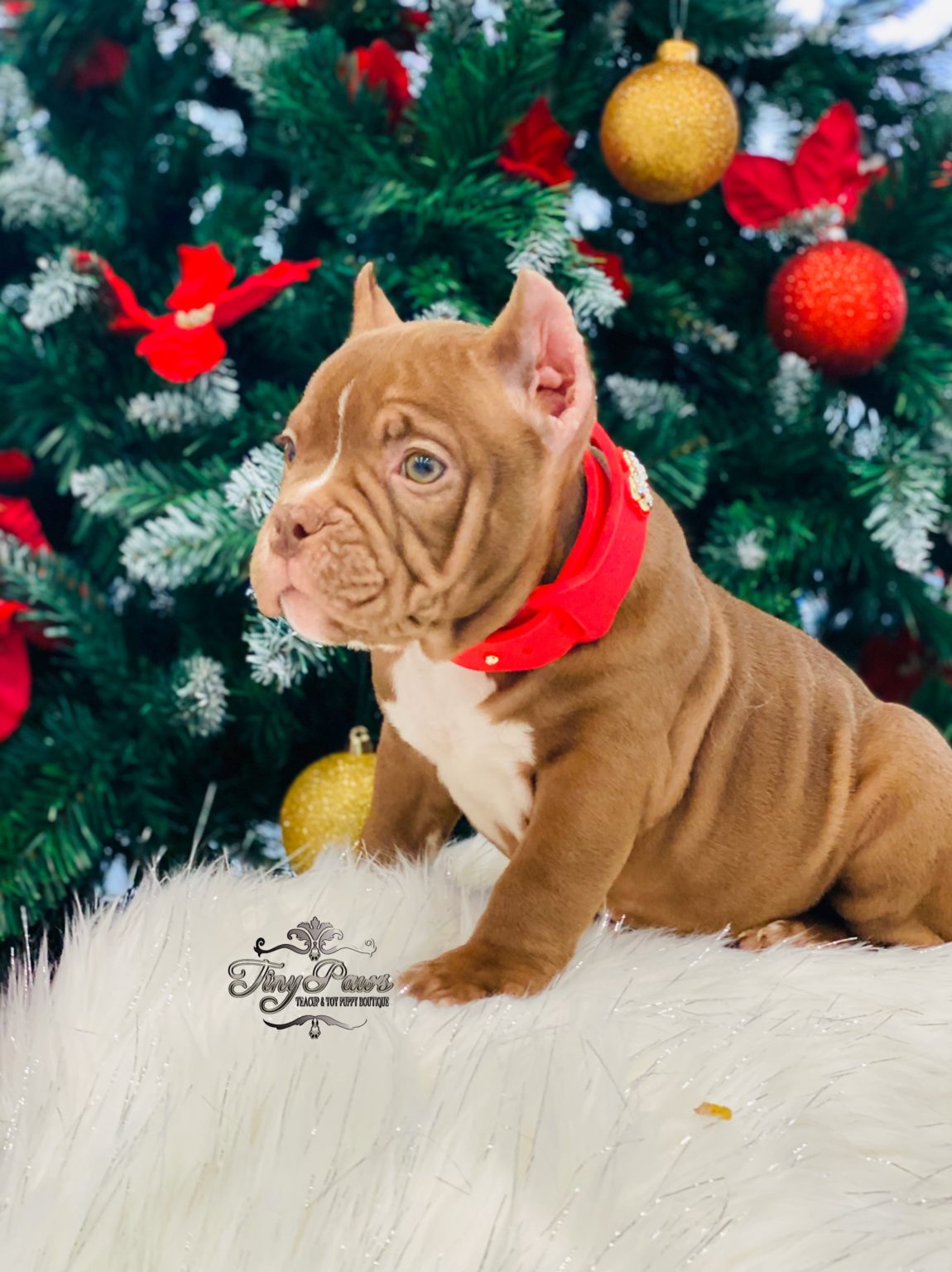 Chocolate Micro Bully Puppy For Sale Tiny Paws