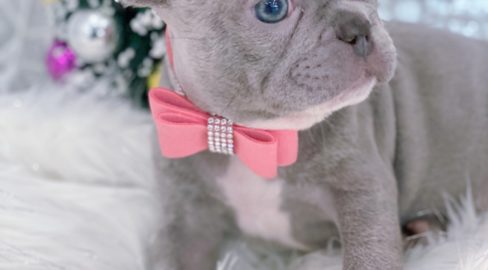 Mini Lilac French Bulldog Puppy For Sale