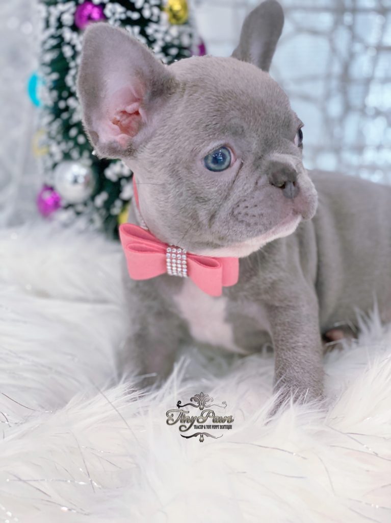 Violet Exclusive Mini Lilac French Bulldog - Tiny Paws