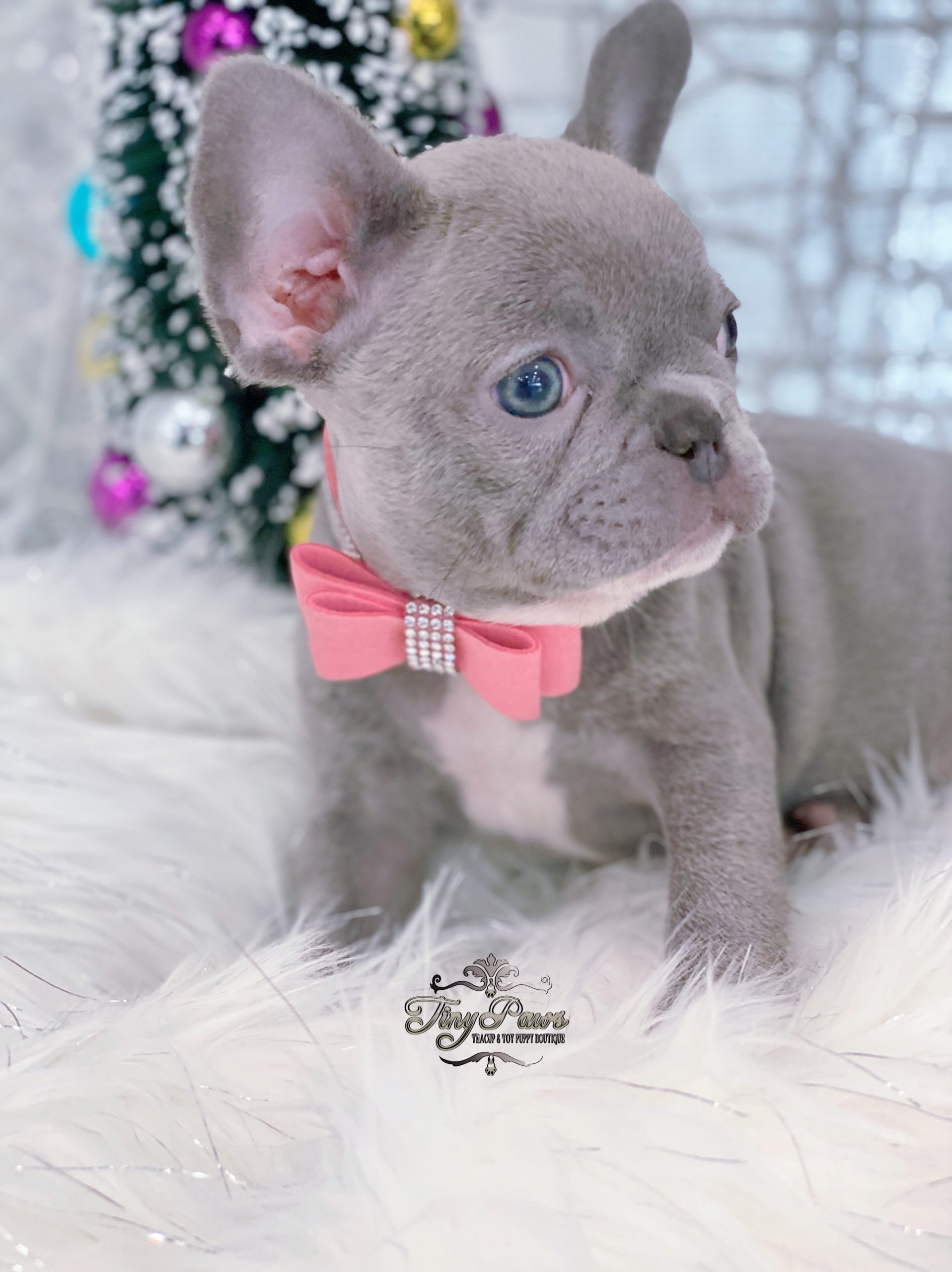 Violet Exclusive Mini Lilac French Bulldog Tiny Paws