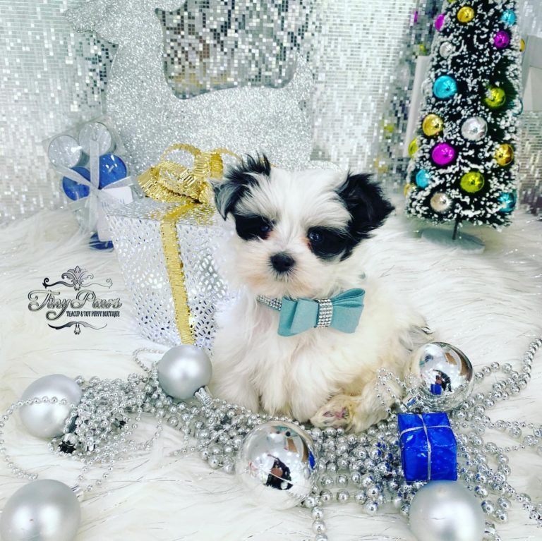 Oreo teacup Morkie Puppy For Sale