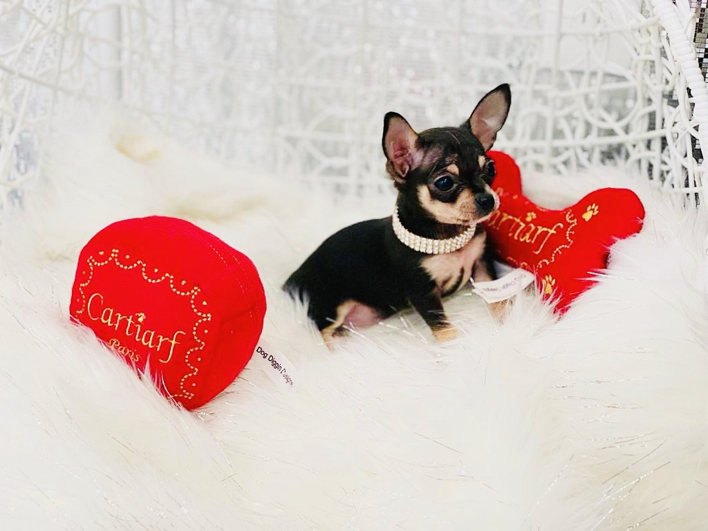 Micro Tiny Apple-Head Chihuahua Puppy For Sale