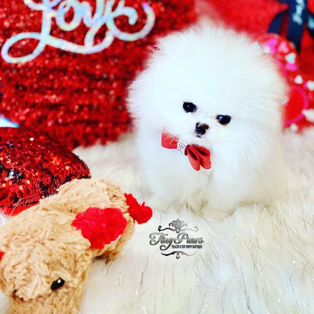 White Teacup Pomeranian Puppy For Sale Tiny Paws