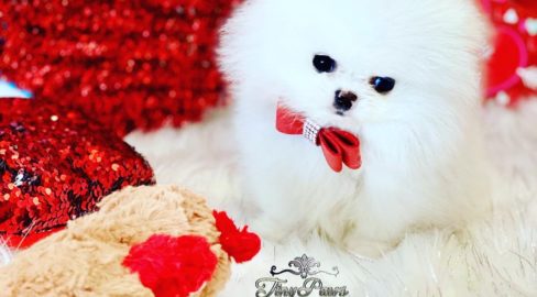 Tiny White Teacup Pomeranian Puppy For Sale