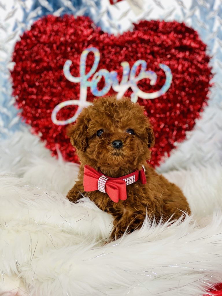 Tiny Red Teacup Poodle Puppy For Sale Tiny Paws