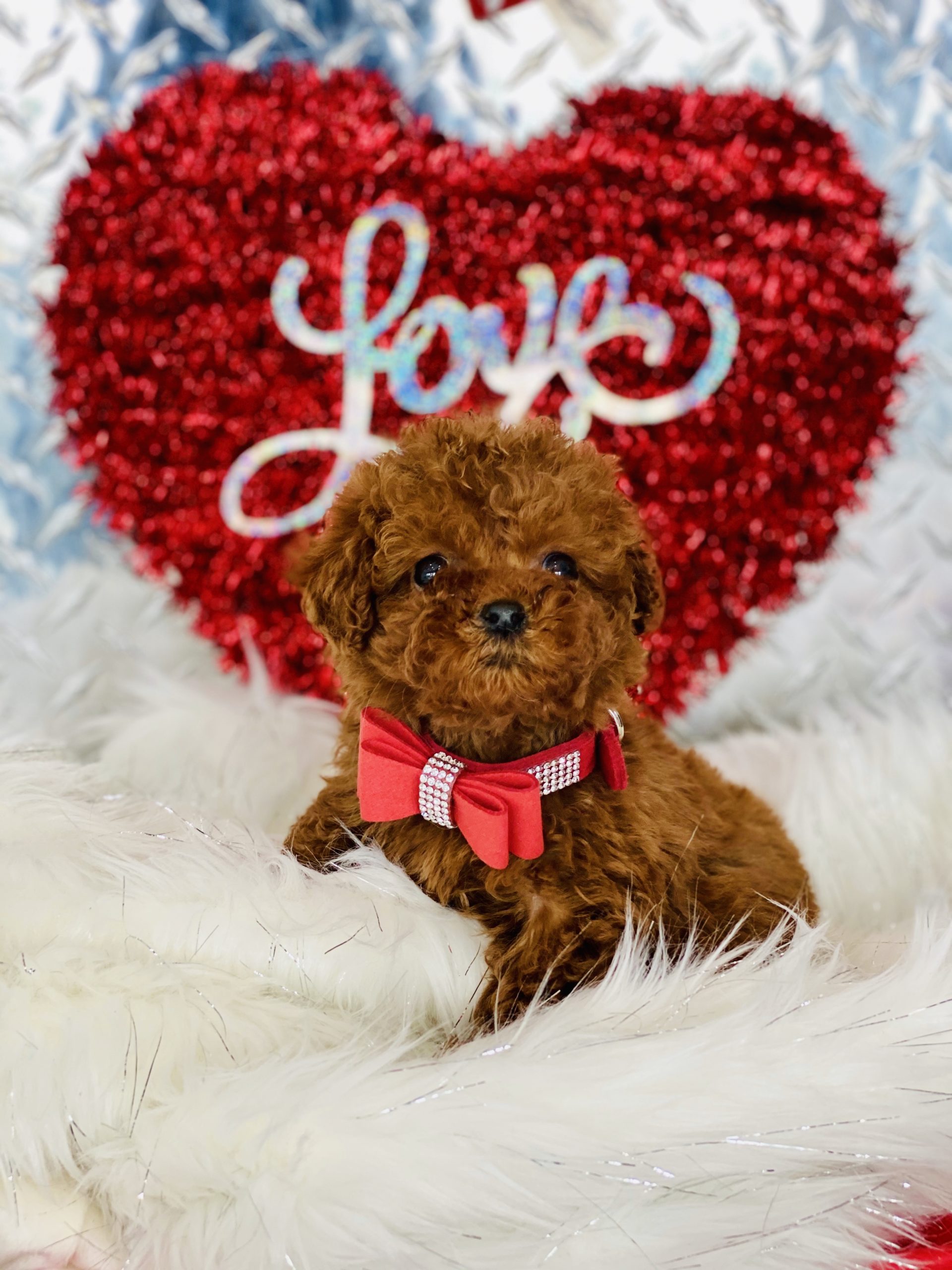Tiny Teacup Red Poodle Puppy For Sale