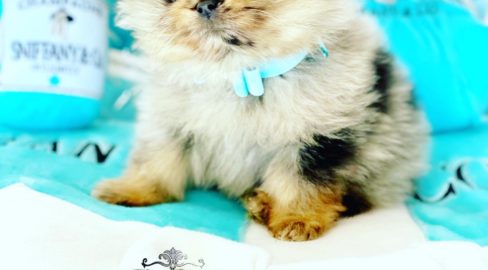 Blue Fawn Merle Teacup Pomeranian Puppy For Sale