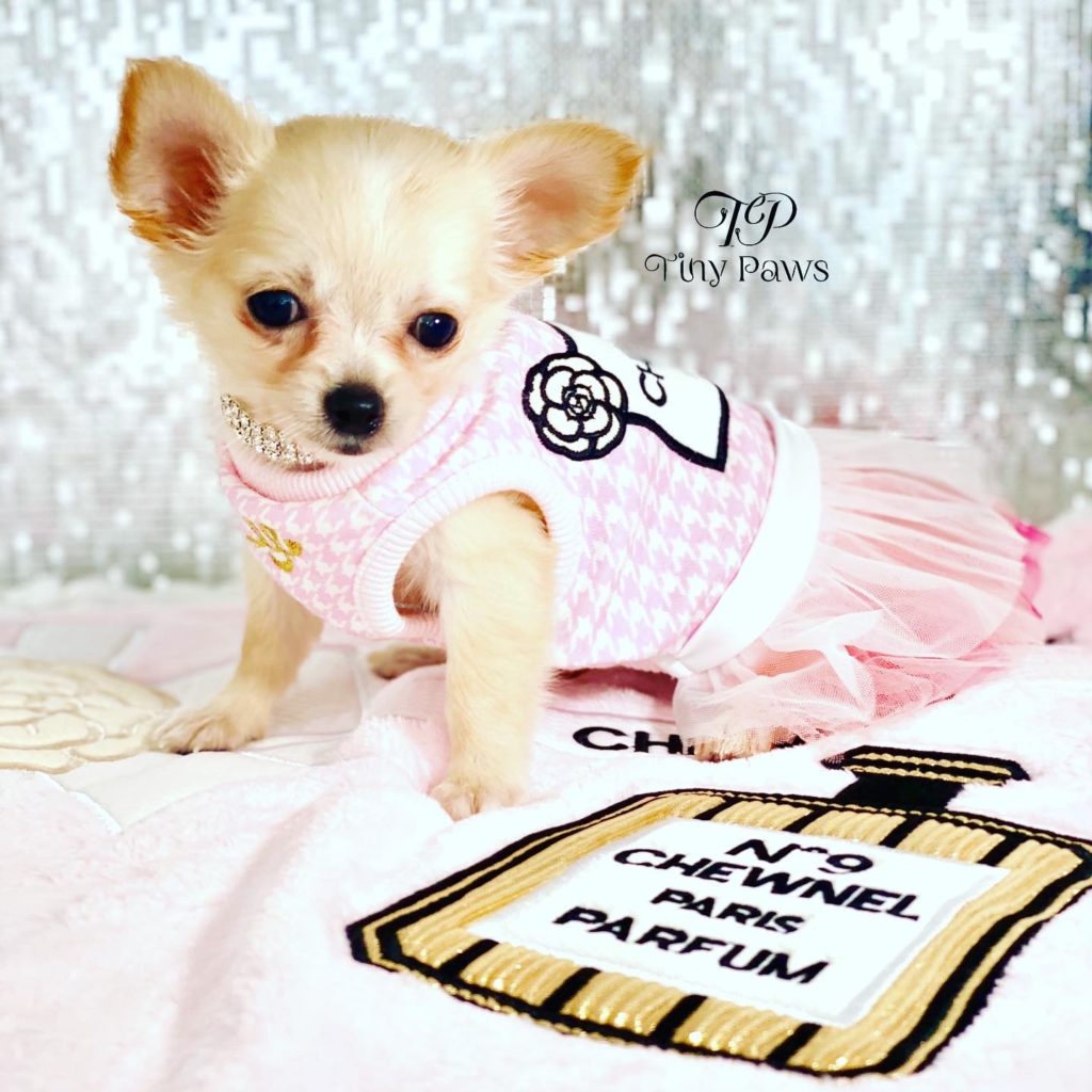 Tiny Teacup Long Coat Chihuahua Puppy For Sale
