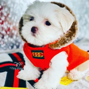 Teacup Maltese Puppy For Sale