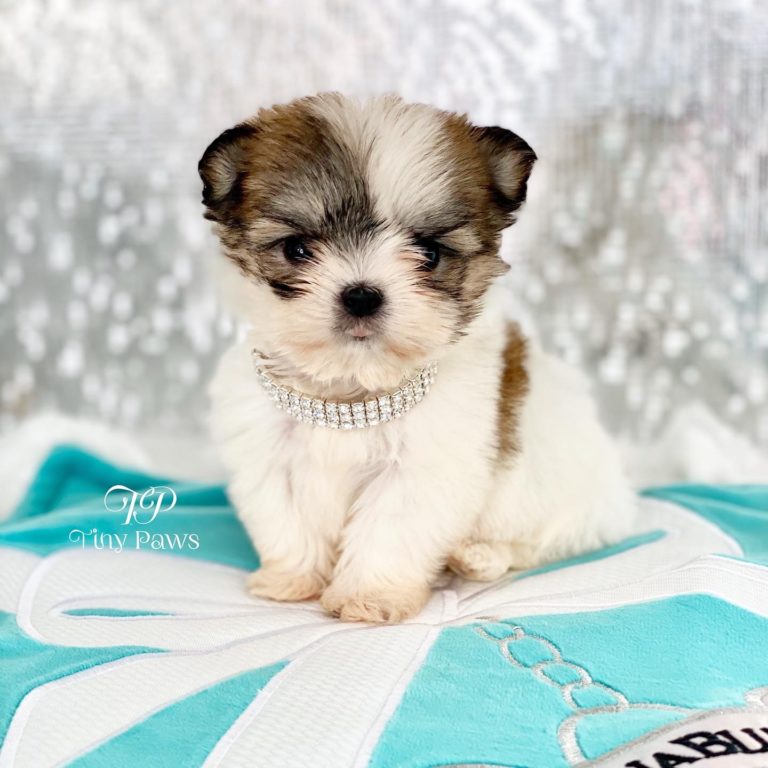 Micro Tiny Teacup Malshi Puppy For Sale