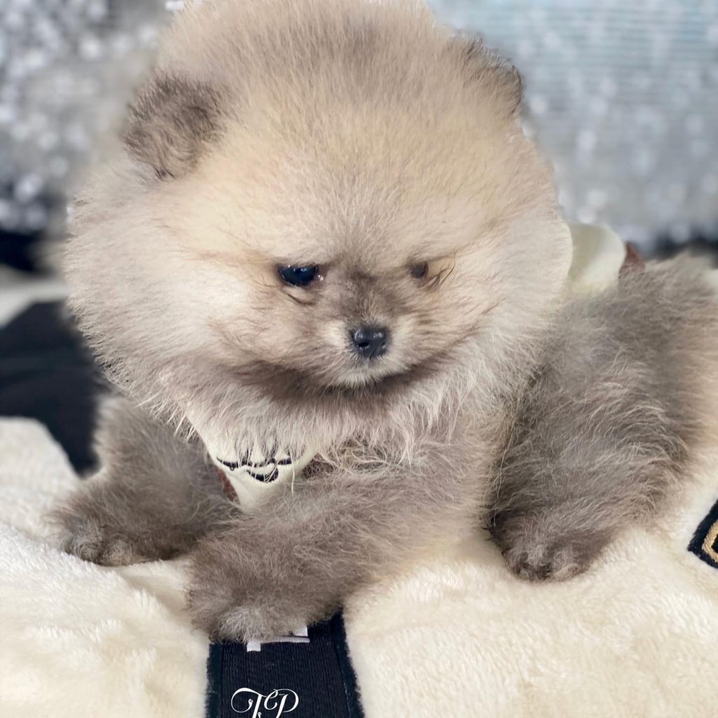 Extreme Teddybear Pomeranian Puppy For Sale