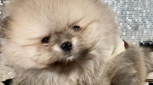 Extreme Teddybear Pomeranian Puppy For Sale
