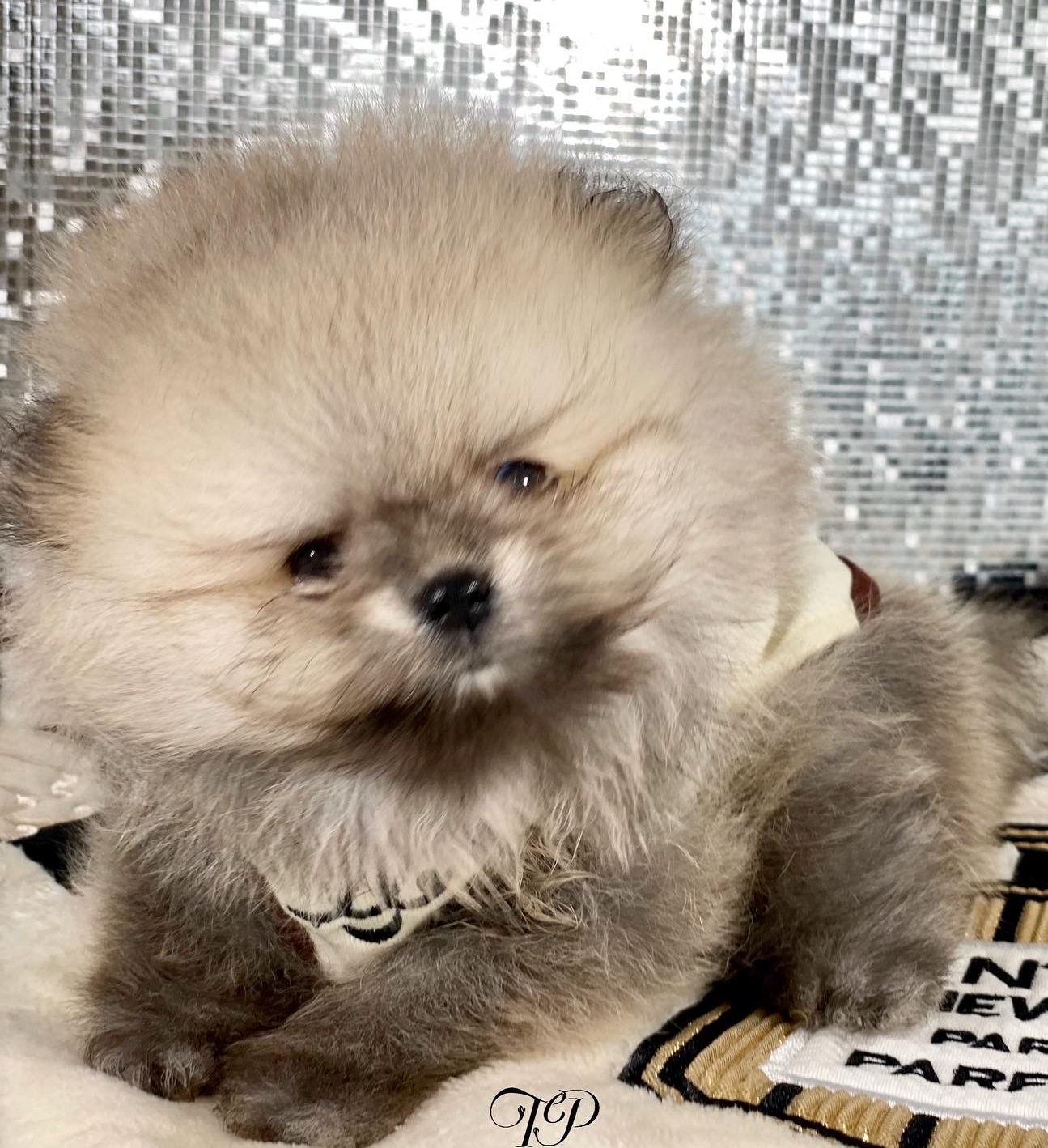 Snow Bunny Extreme Teddybear Tiny Teacup Pomeranian Tiny Paws