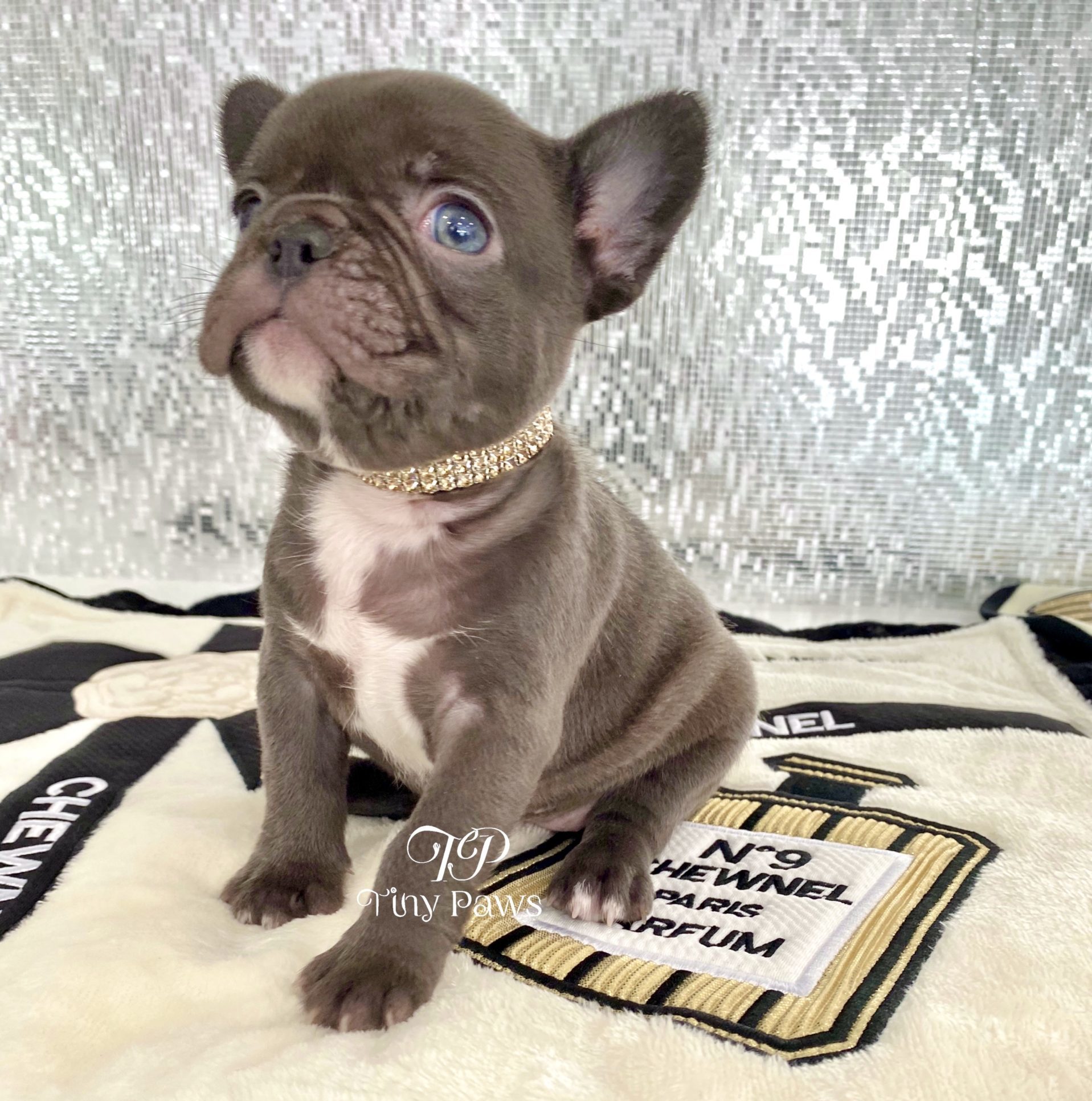 Tiny French Bulldog Puppy For Sale
