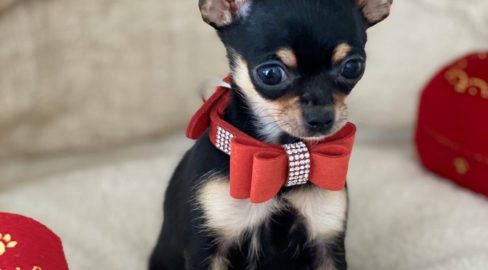 Tiny Apple Head Teacup Chihuahua Puppy For Sale