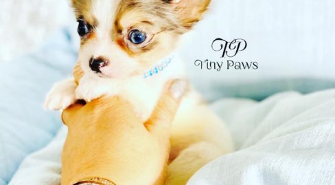 Tiny Rare Blue Merle Teacup Long Coat Chihuahua Puppy For Sale