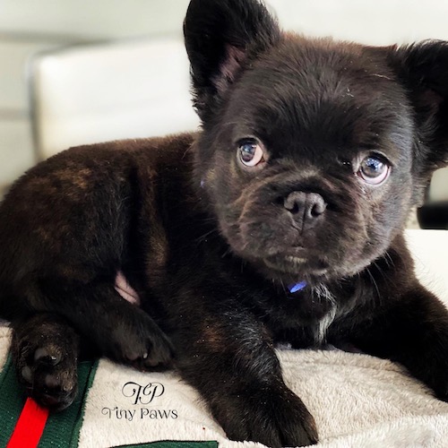 Fluffy Frenchie Puppy For Sale