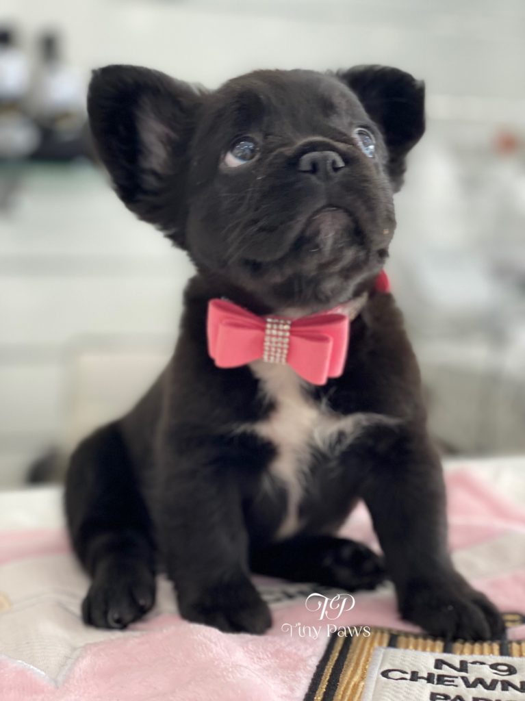 Queen Of Spades Rare Fluffy Frenchie Puppy For Sale