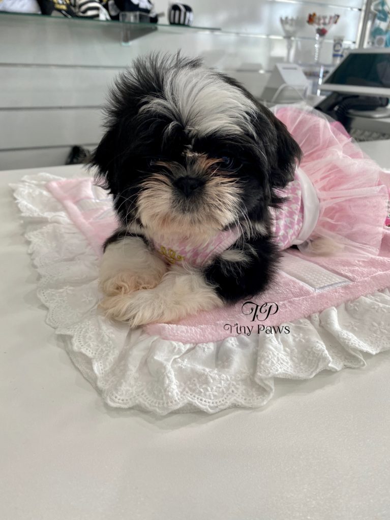Candy Gorgeous Imperial Shih Tau Puppy For Sale