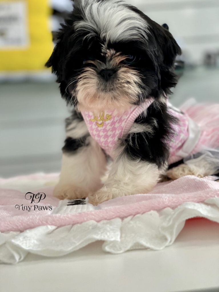 Candy Gorgeous Imperial Shih Tau Puppy For Sale