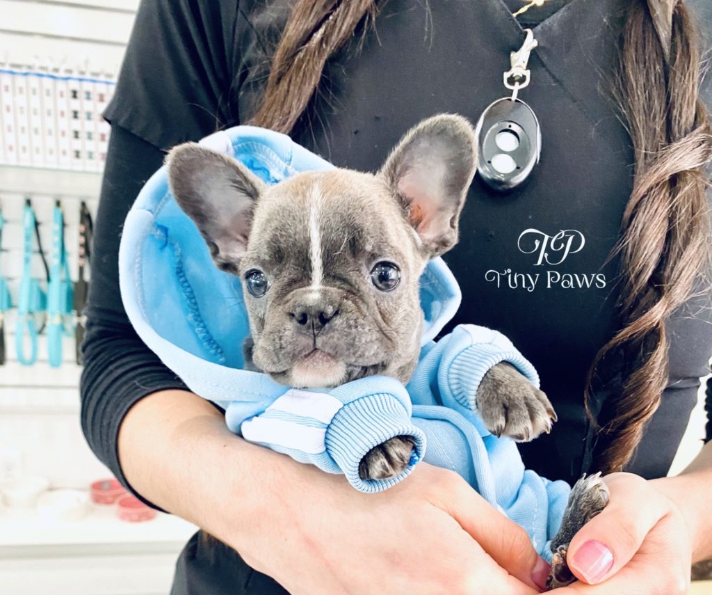 Hurricane Rare Tiny Mini Blue French Bulldog Puppy For Sale