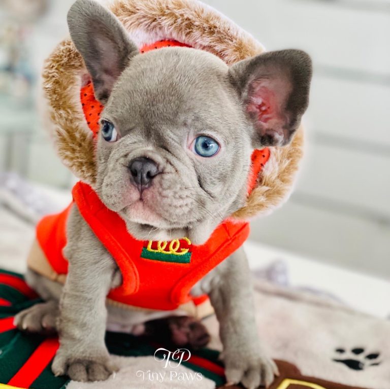 Soho Lilac French Bulldog Puppy For Sale With Blue Eyes