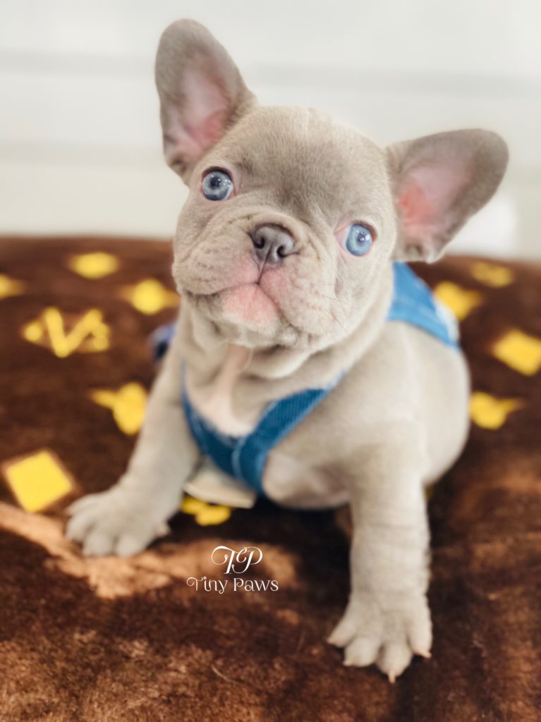Soho Most Desired Lilac French Bulldog Puppy Tiny Paws