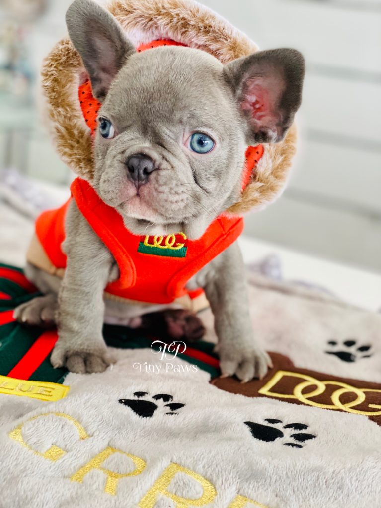 Soho Lilac French Bulldog Puppy For Sale With Blue Eyes