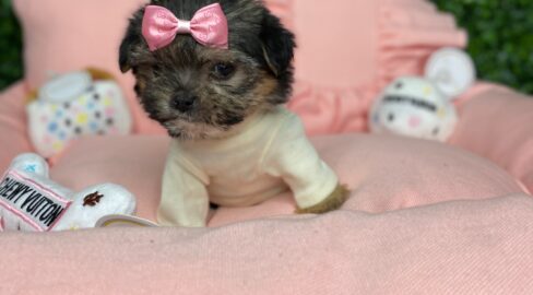 Fifi Tiny Yorkiepoo Puppy Fore Sale