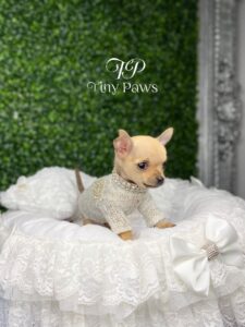 Rose Tiny Teacup Apple-Head Chihuahua Puppy