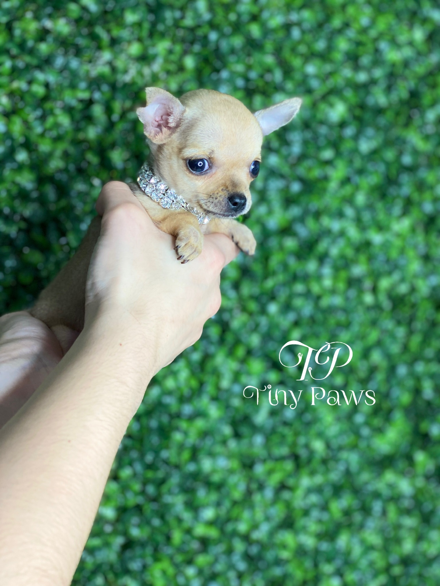 Rose Tiny Teacup Apple-Head Chihuahua Puppy