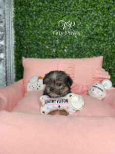 Fifi Tiny Yorkiepoo Puppy For Sale