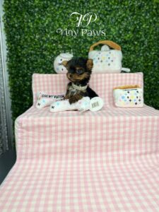 Micro Tiny Female Yorkie Puppy For Sales