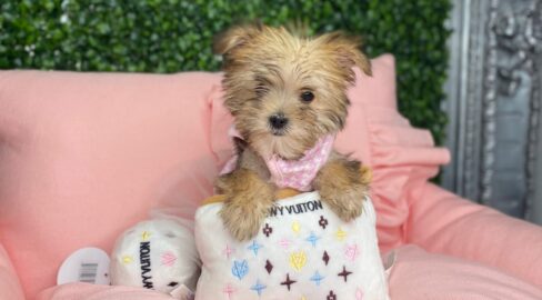Teacup Maltipoo Puppy For Sale