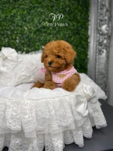 Scarlet Tiny Teacup Red Poodle Puppy