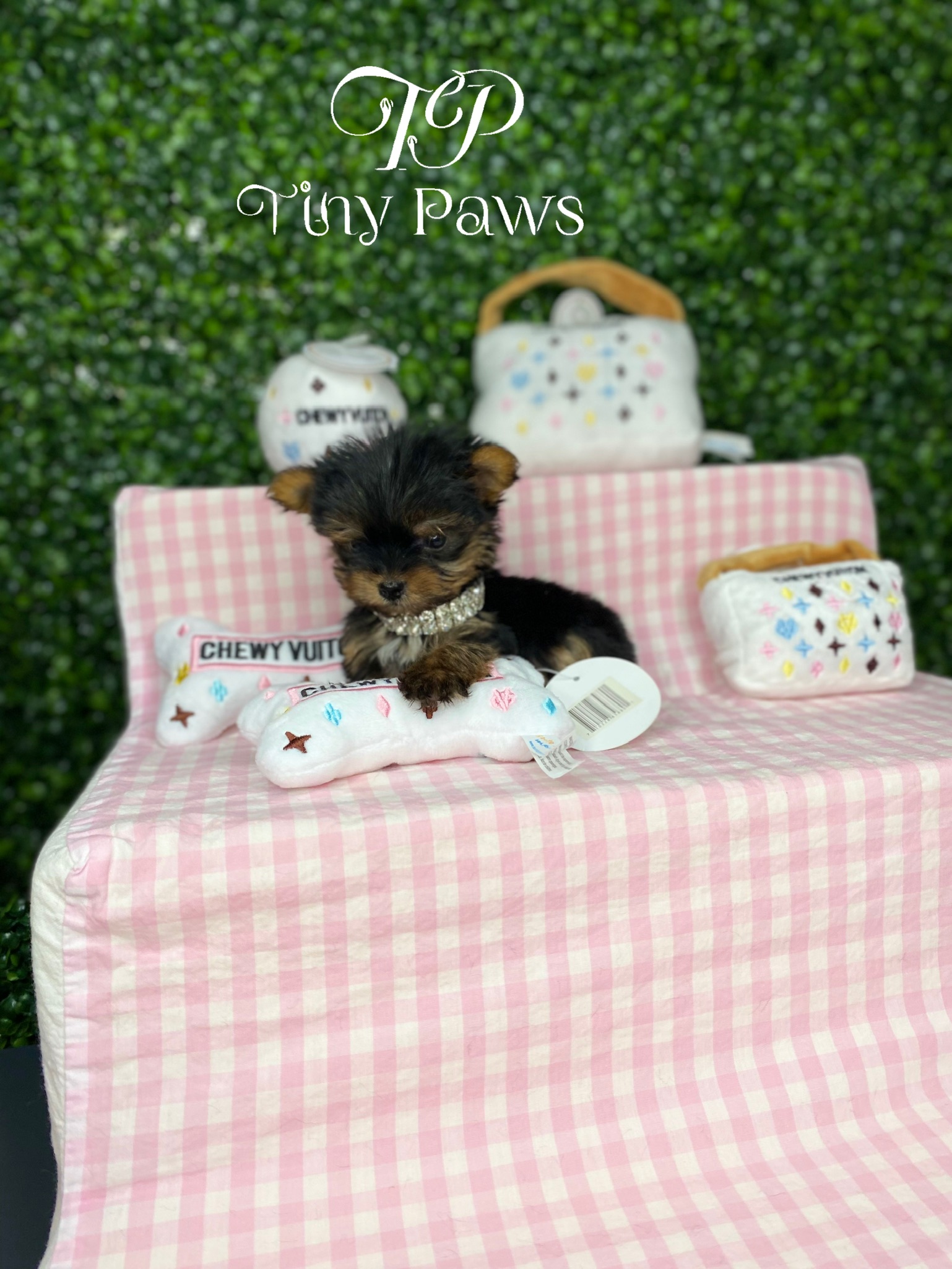 Micro Tiny Female Yorkie Puppy For Sales