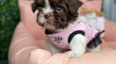 Imperial Shih tzu Puppy For Sale