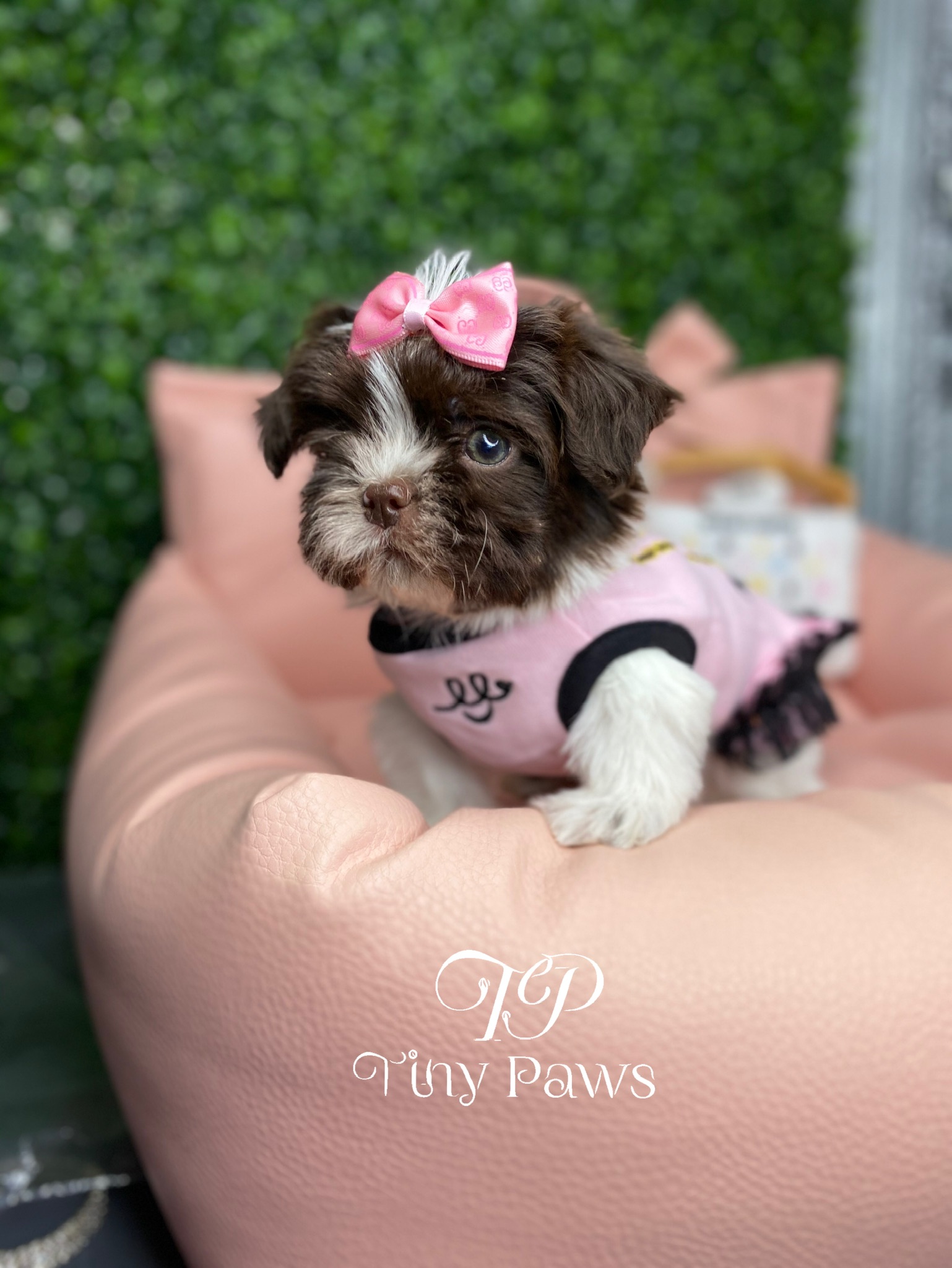 Imperial Shih tzu Puppy For Sale