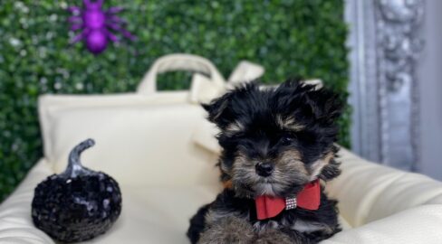 Mio Tiny Morkie Puppy For Sale