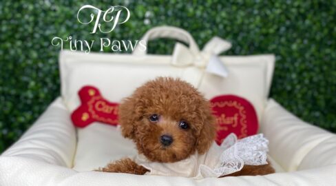 Ruby Teacup Red Poodle Puppy
