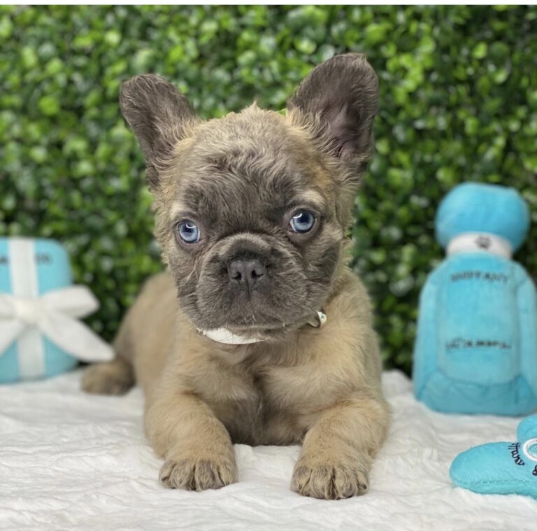 Top Fluffy French Bulldog Puppy of the decade Check it out now 
