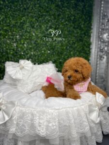 Scarlet Tiny Teacup Red Poodle Puppy