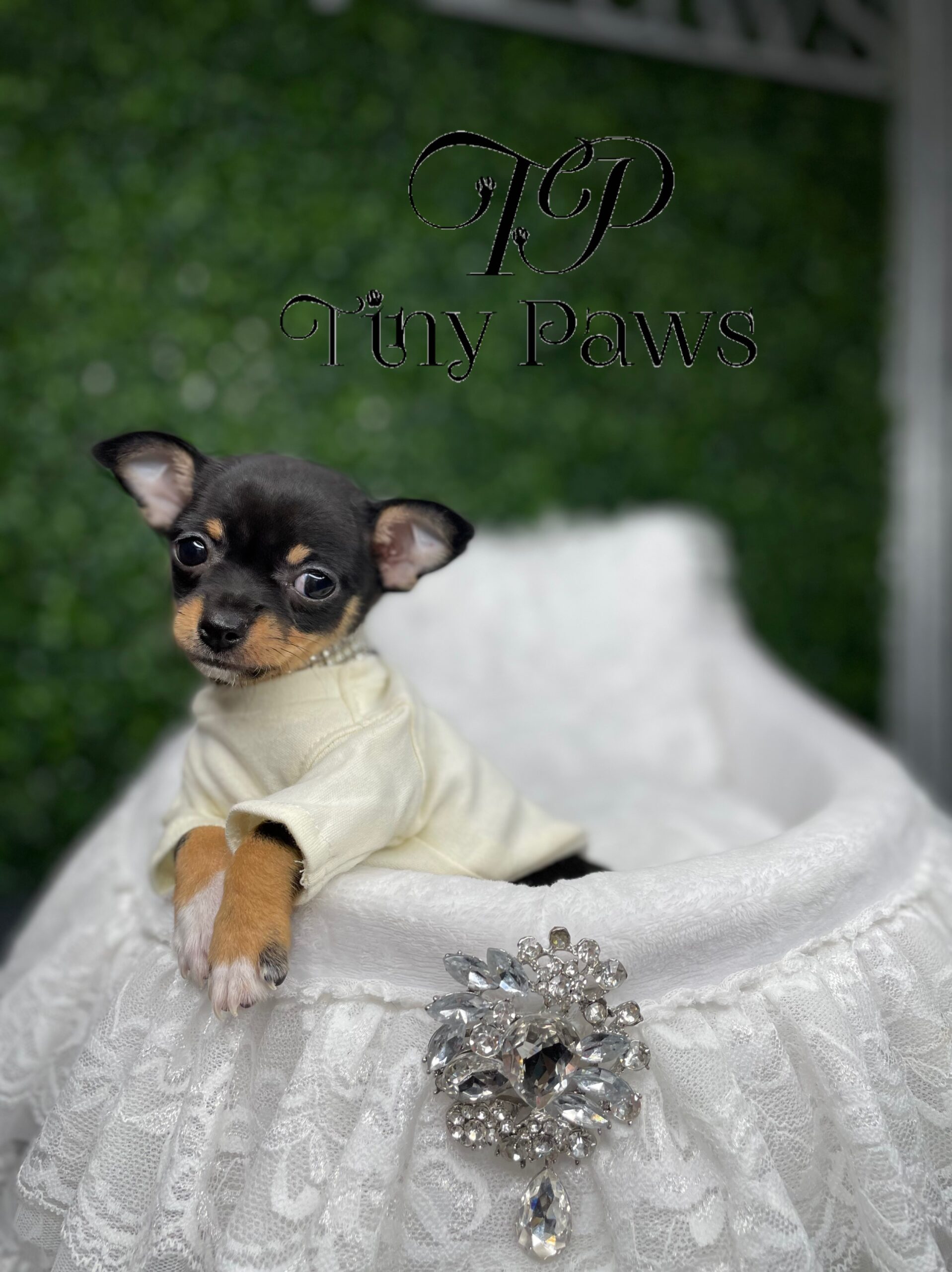 Tiny Teacup Black & Tan Chihuahua For Sale