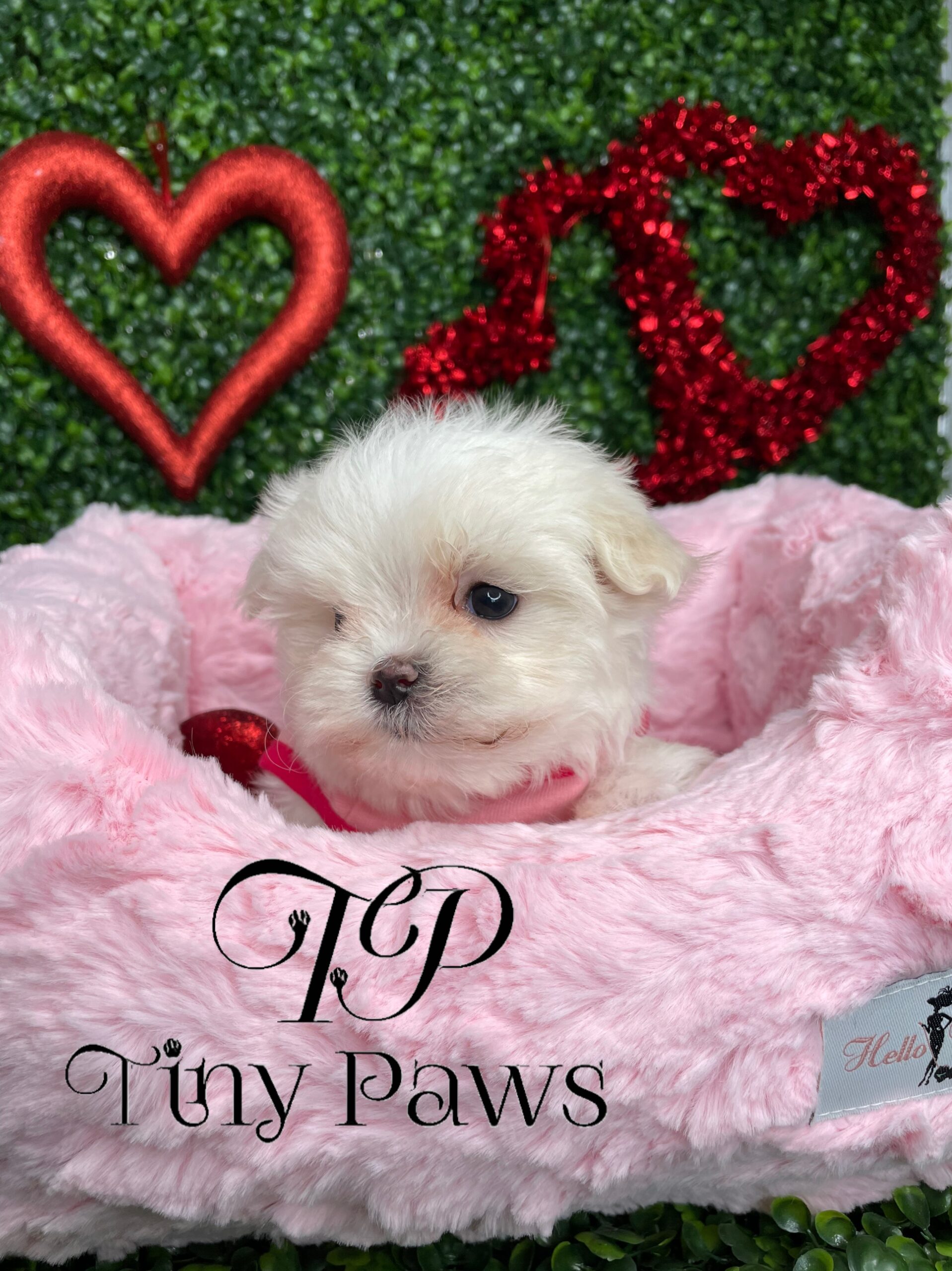 Emily Tiny Teacup Maltese Puppy For Sale