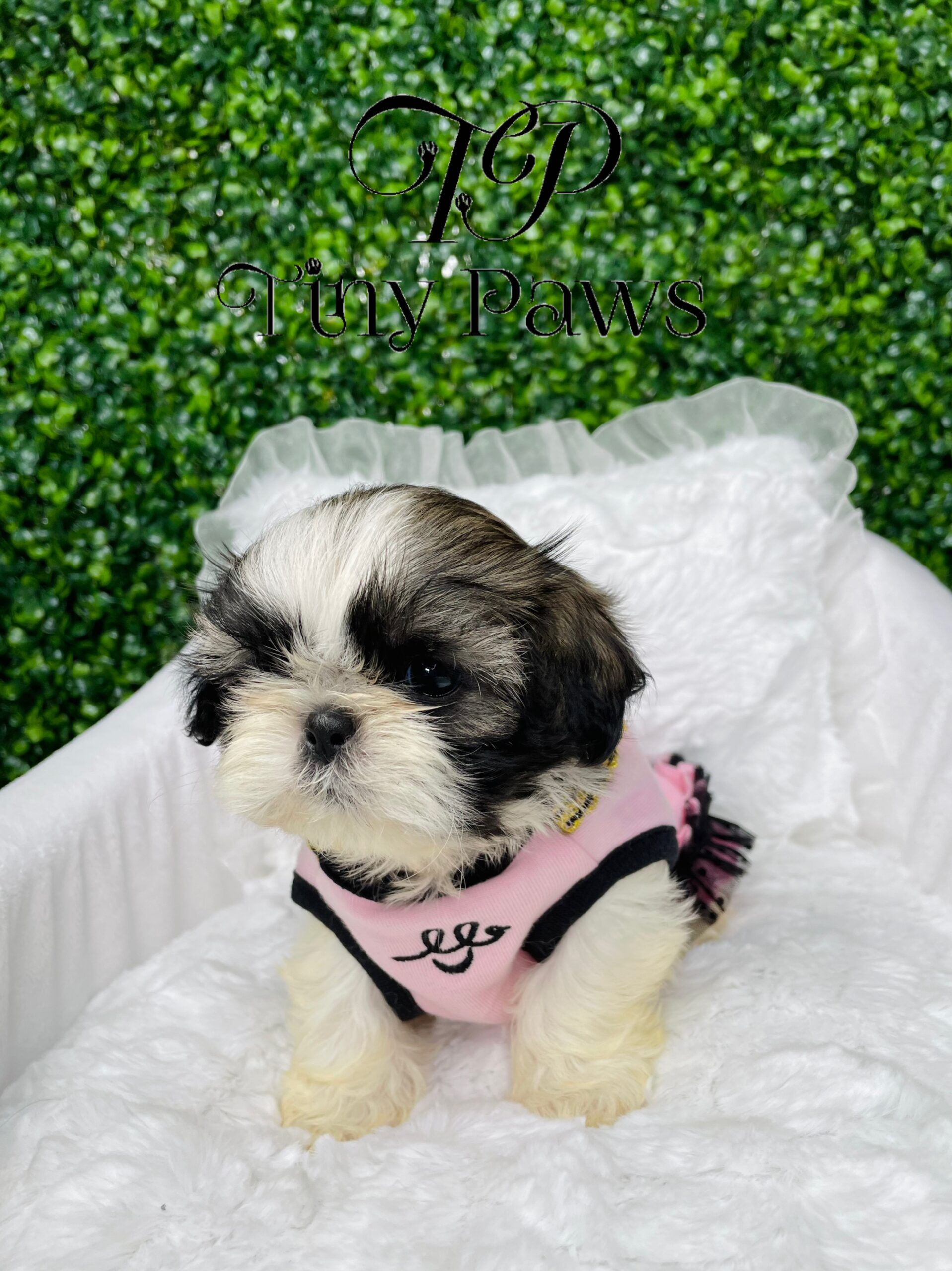 Tiny Imperial Shih Tzu Puppy For Sale