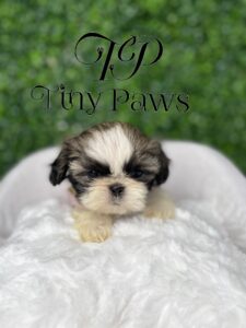 Tiny Imperial Shih Tzu Puppy For Sale